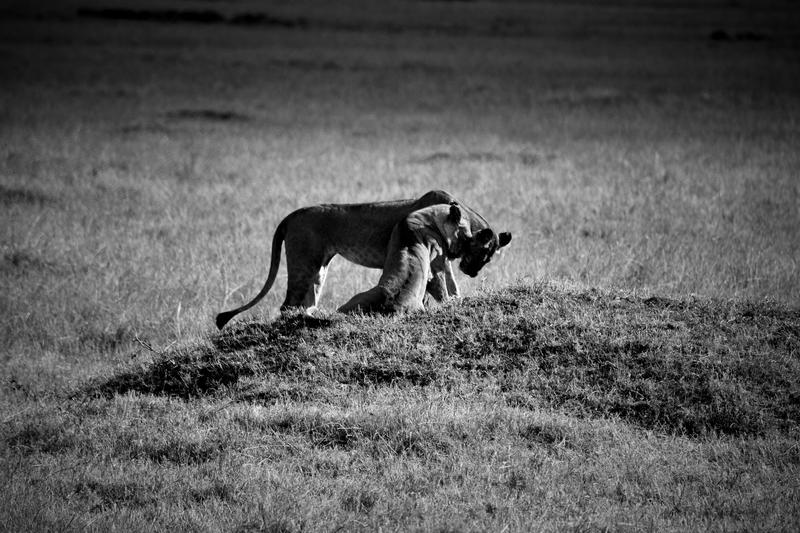 Mis días de safari en Uganda, Kenia y Zanzíbar.. Os lo intento contar - Blogs de Africa Este y Centro - Recorremos Masai Mara de un extremo a otro.. ¡Qué lugar! (42)