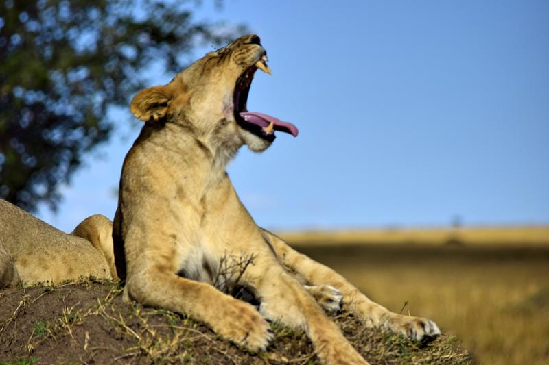 Mis días de safari en Uganda, Kenia y Zanzíbar.. Os lo intento contar - Blogs de Africa Este y Centro - Recorremos Masai Mara de un extremo a otro.. ¡Qué lugar! (39)