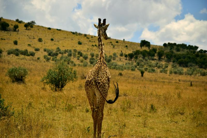 Mis días de safari en Uganda, Kenia y Zanzíbar.. Os lo intento contar - Blogs de Africa Este y Centro - Masai Mara.. Primer contacto (3)