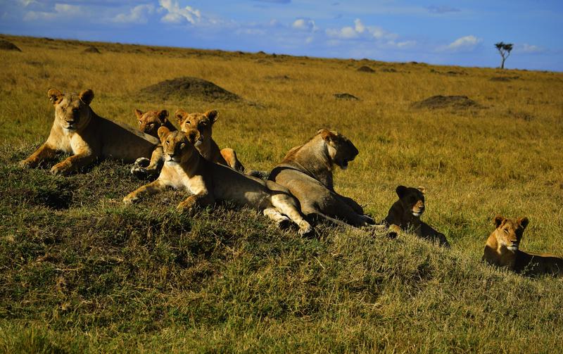 Mis días de safari en Uganda, Kenia y Zanzíbar.. Os lo intento contar - Blogs de Africa Este y Centro - Recorremos Masai Mara de un extremo a otro.. ¡Qué lugar! (44)