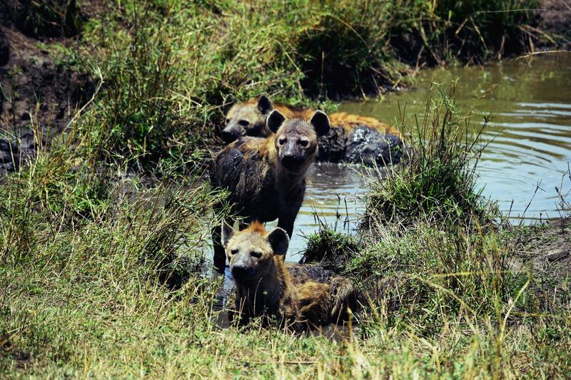 Mis días de safari en Uganda, Kenia y Zanzíbar.. Os lo intento contar - Blogs de Africa Este y Centro - Día completo en el Mara.. qué sitio tan impresionante.. (12)