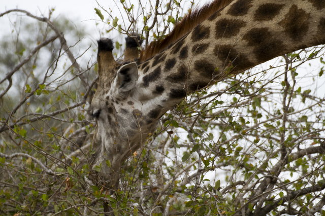 Hlane NP y Kruger National Park: Pretoriuskop - SUDÁFRICA EN EL CORAZÓN (JULIO 2015) (18)