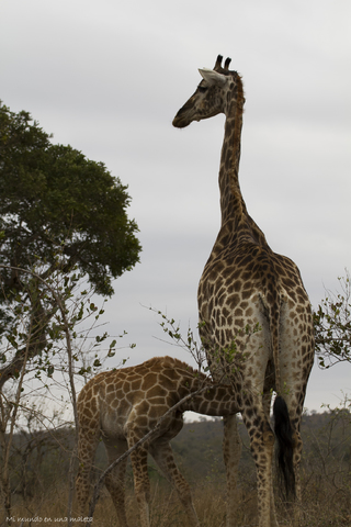 Hlane NP y Kruger National Park: Pretoriuskop - SUDÁFRICA EN EL CORAZÓN (JULIO 2015) (19)