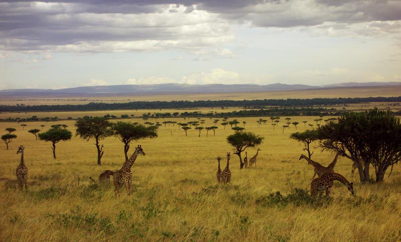 Mis días de safari en Uganda, Kenia y Zanzíbar.. Os lo intento contar - Blogs de Africa Este y Centro - Nuestra pequeña versión del cruce (19)