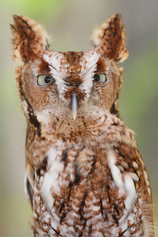 [Image: cu-rit.jpg]