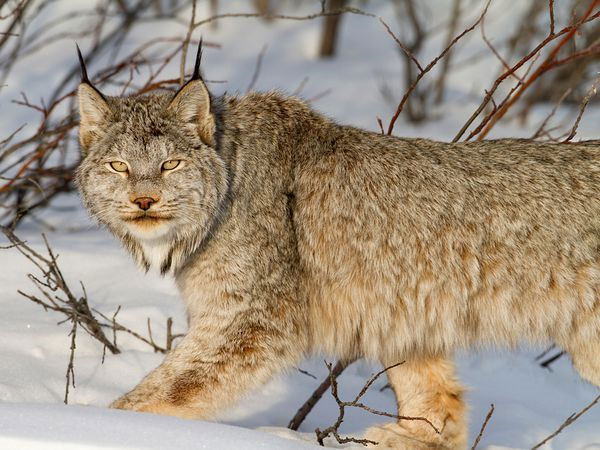 [Image: Lynx.jpg]