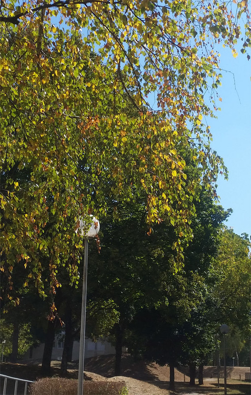 [Image: 20180915_131335.jpg]