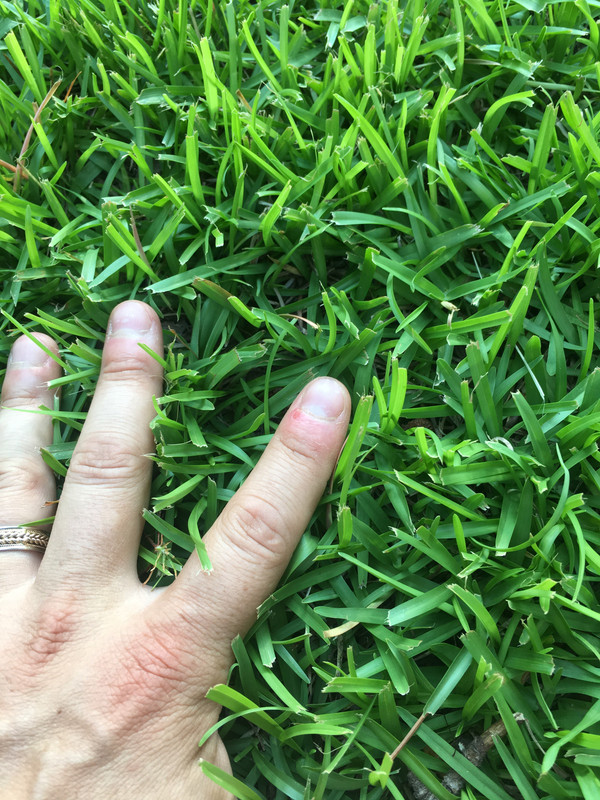 Matching My Centipede Lawn 