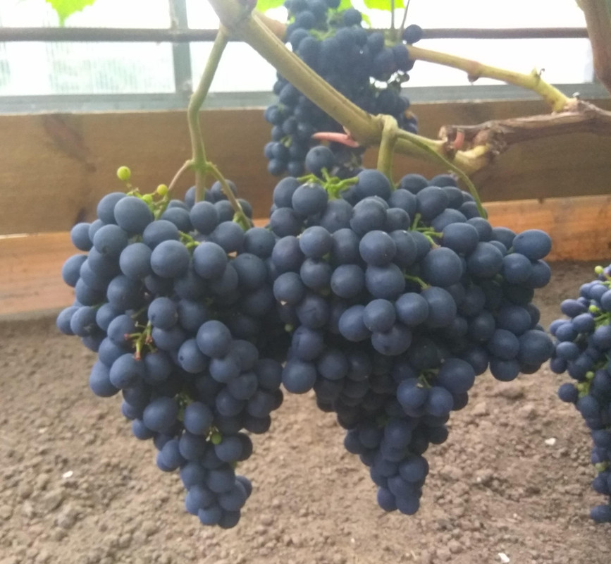Сорт винограда седой фото и описание