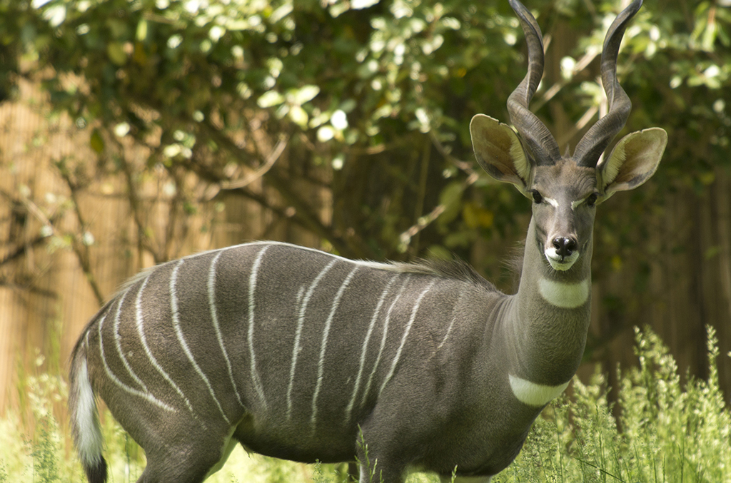 Kudu Antelope Safari Tours in Tanzania
