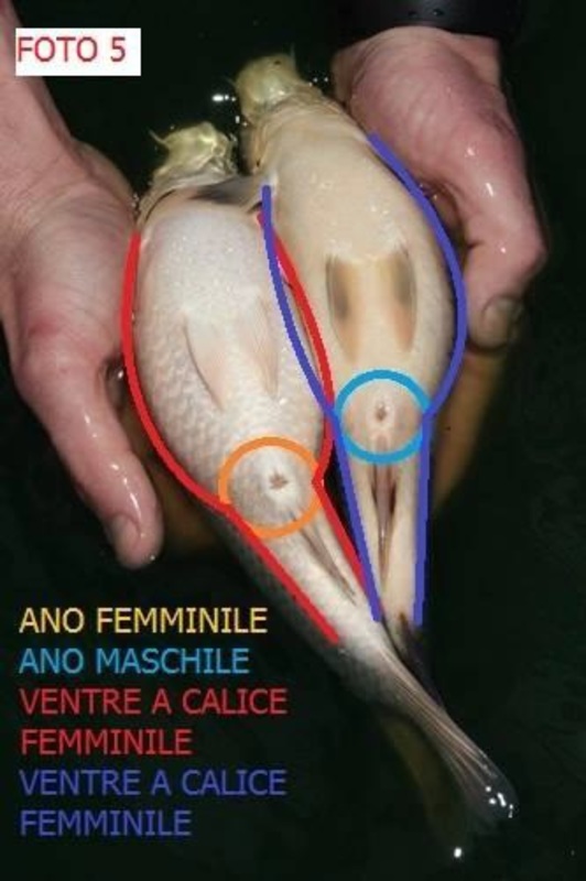 Maschio o femmina?