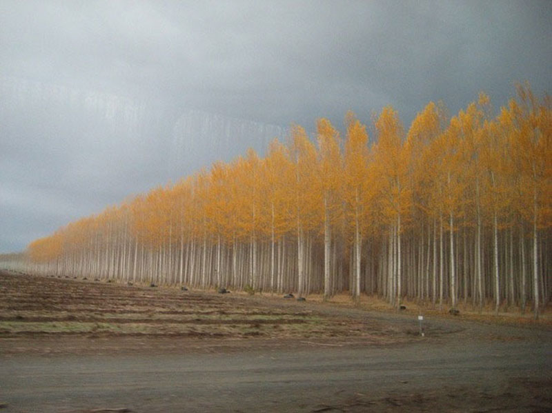 [Image: rung-duong5.jpg]