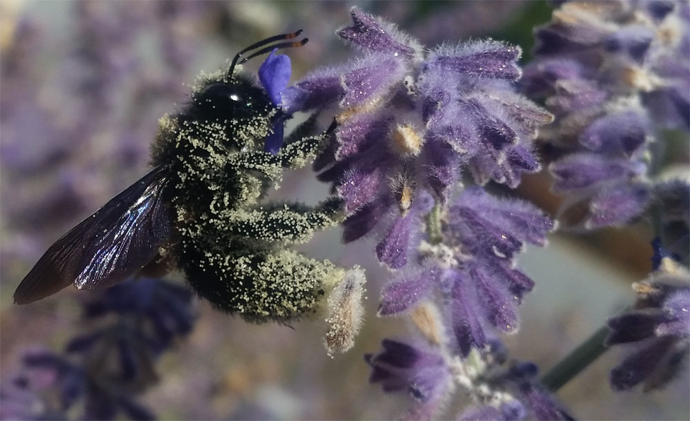 [Image: dep20180909_130118.jpg]