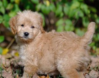 miniature goldendoodle breeders