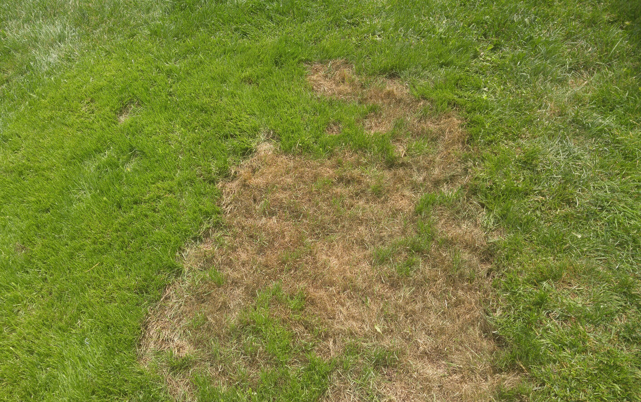 What are my options? | Lawn Care Forum