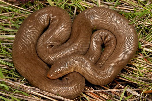 [Image: tran-rubber-boa.jpg]