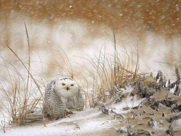 [Image: showyowl.jpg]