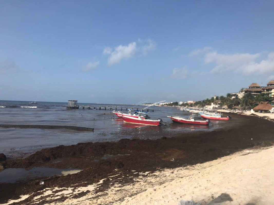 Archivo 09/10/2018 - Algas en las playas de Riviera Maya (México) - Forum Riviera Maya, Cancun and Mexican Caribbean