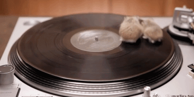 hamsters-spinning-on-turntable