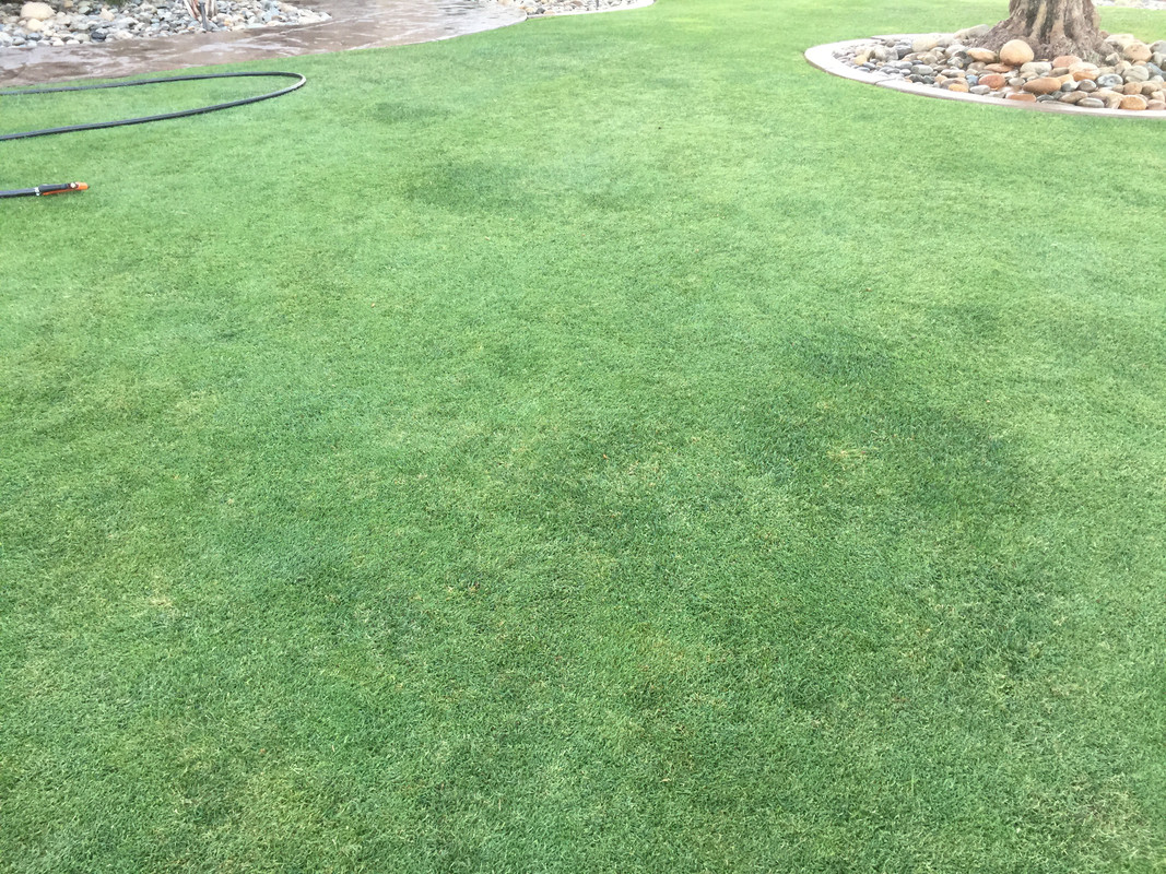 Dark Green Spots On Bermuda Lawn Care Forum 0861