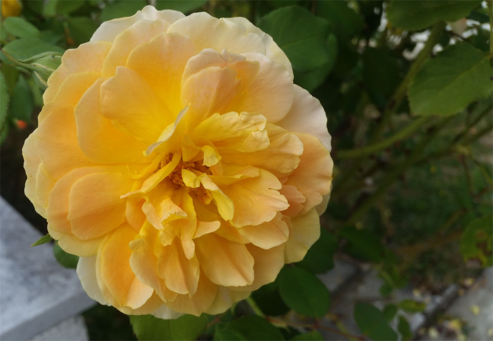 [Image: y20180830_120311.jpg]