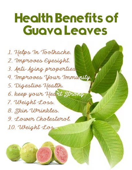 health_Benefits_of_Guava_Leaves.jpg