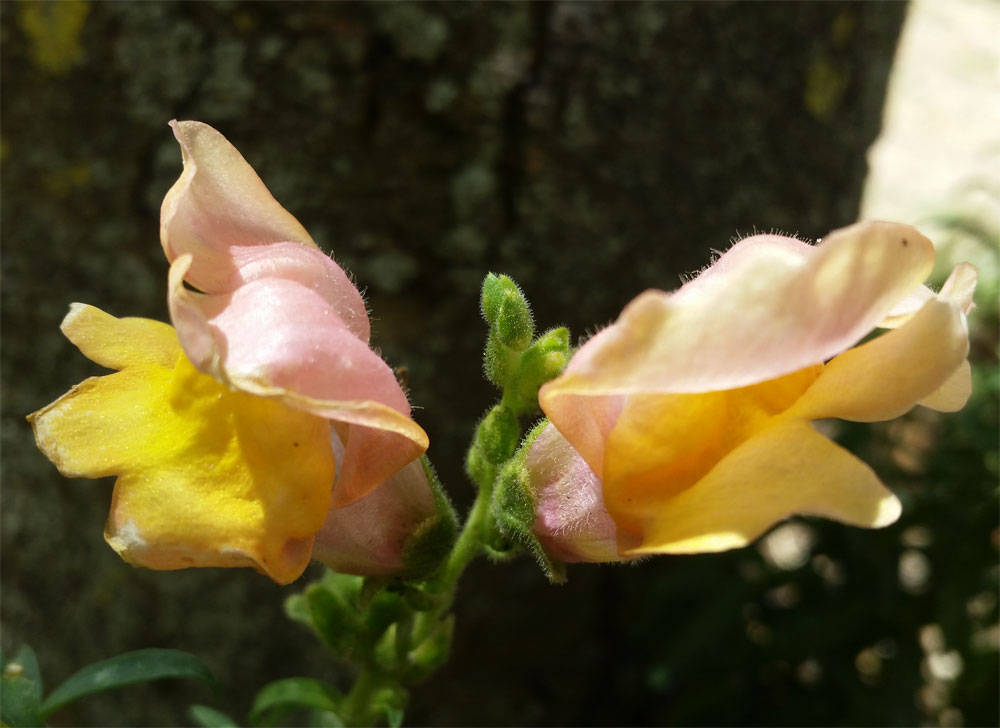 [Image: y20180822_133204.jpg]