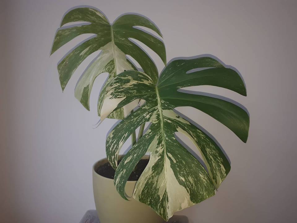 Filodendron Monstera Deliciosa Blgarskiyat Palmforum The Palmforum Of Bulgaria