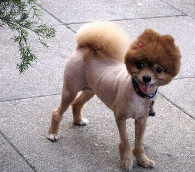 [Image: hilarious_dog_haircuts_640_03.jpg]