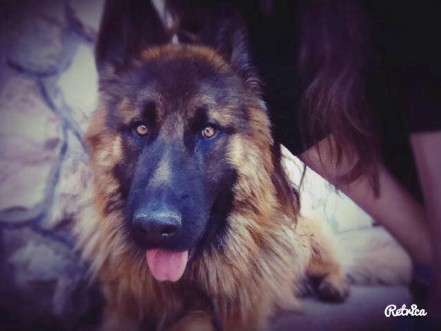Slika
