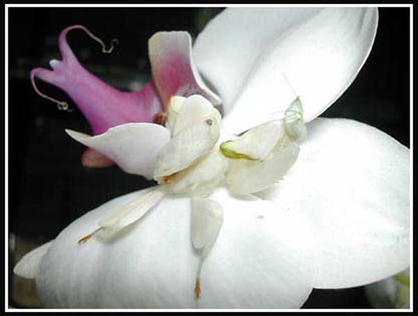 [Image: Flowers_Mantises3.jpg]