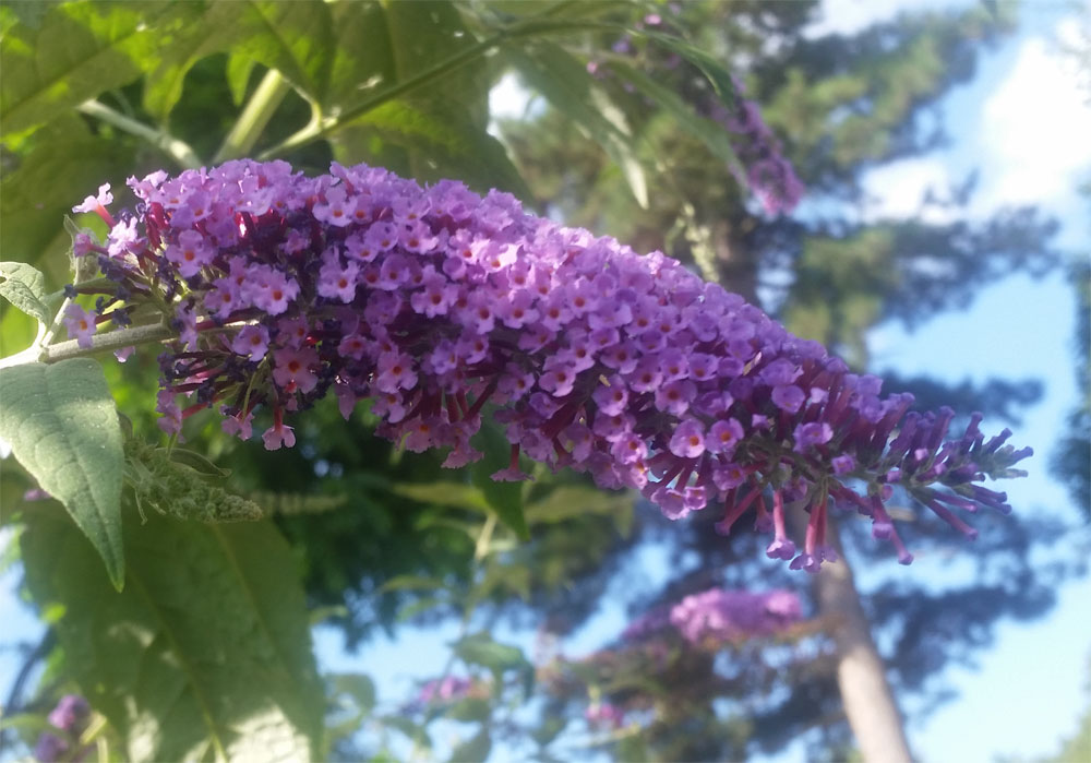 [Image: y20180801_101234.jpg]