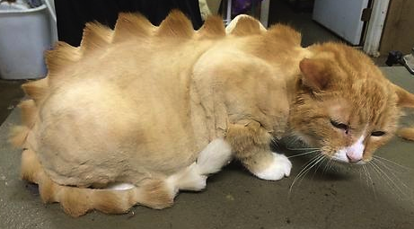 [Image: funny-cat-shaved.png]