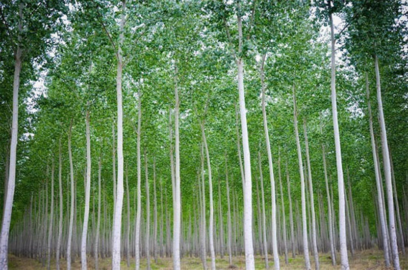 [Image: rung-duong8.jpg]