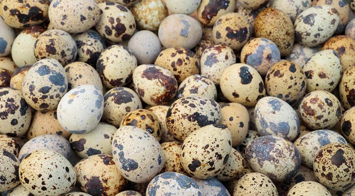 koel bird egg