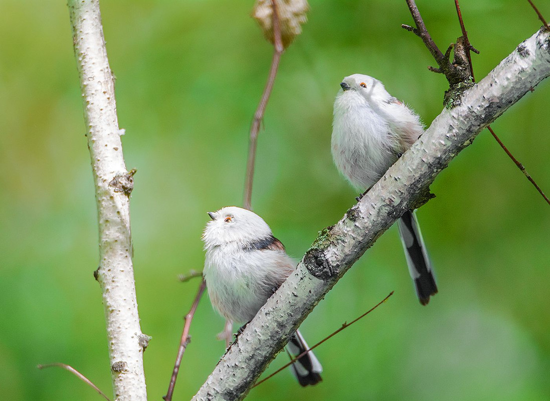 маленькие птички беларуси фото с названиями