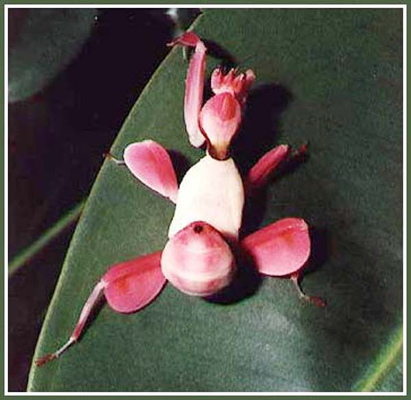 [Image: Flowers_Mantises4.jpg]