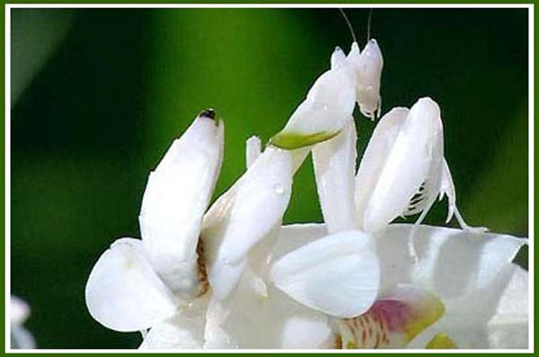 [Image: Flowers_Mantises7.jpg]