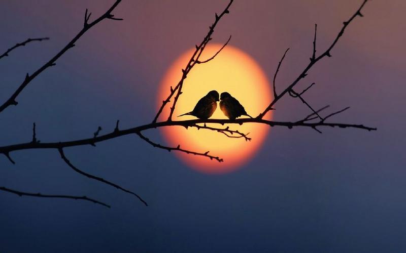 love-birds-sky-sunset-993-1440x900_880.jpg