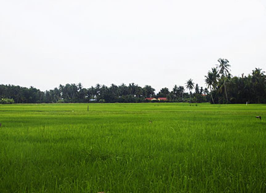 sawah padi