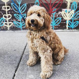 Heartland Goldens And Mini Goldendoodles Goldendoodles And Golden Retrievers Yorktown Breeders Puppies In