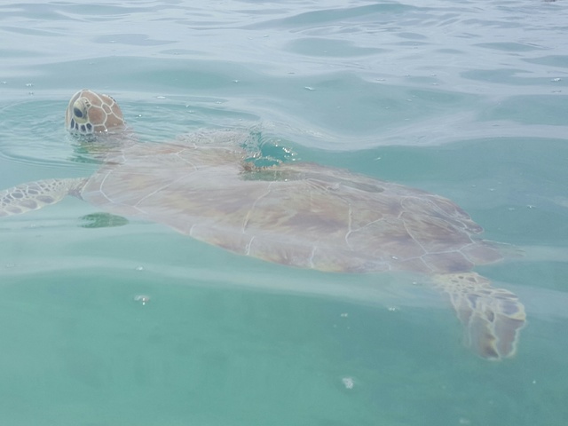 Riviera Maya con niña de casi 2 años en Palladium - Blogs de Mexico - 30/08/16 Akumal y Ecopark Kantun-chi (1)
