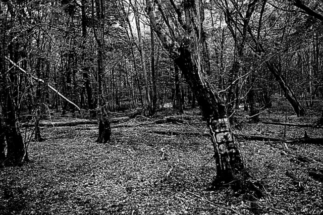 Il-bosco-di-Dering-Woods-teatro-di-oscuri-massacri-e-inquietanti-sparizioni-1024x682