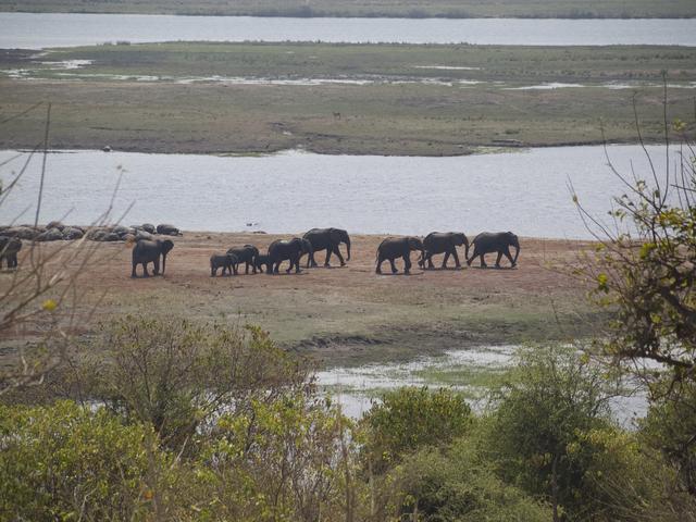 ELEPHANT SANDS, KUBU ISLAND Y TIAANS CAMP - NAMIBIA NORESTE, BOTSUANA Y CATARATAS VICTORIA. POR LIBRE (15)