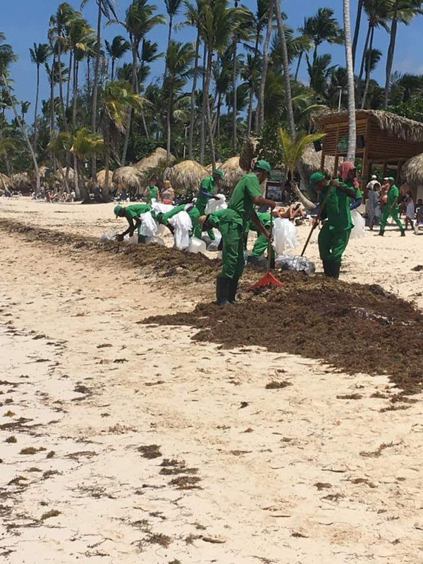 Playas sin Sargazo (algas) en República Dominicana - Foro Punta Cana y República Dominicana