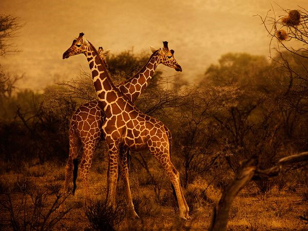 [Image: Giraffes.jpg]