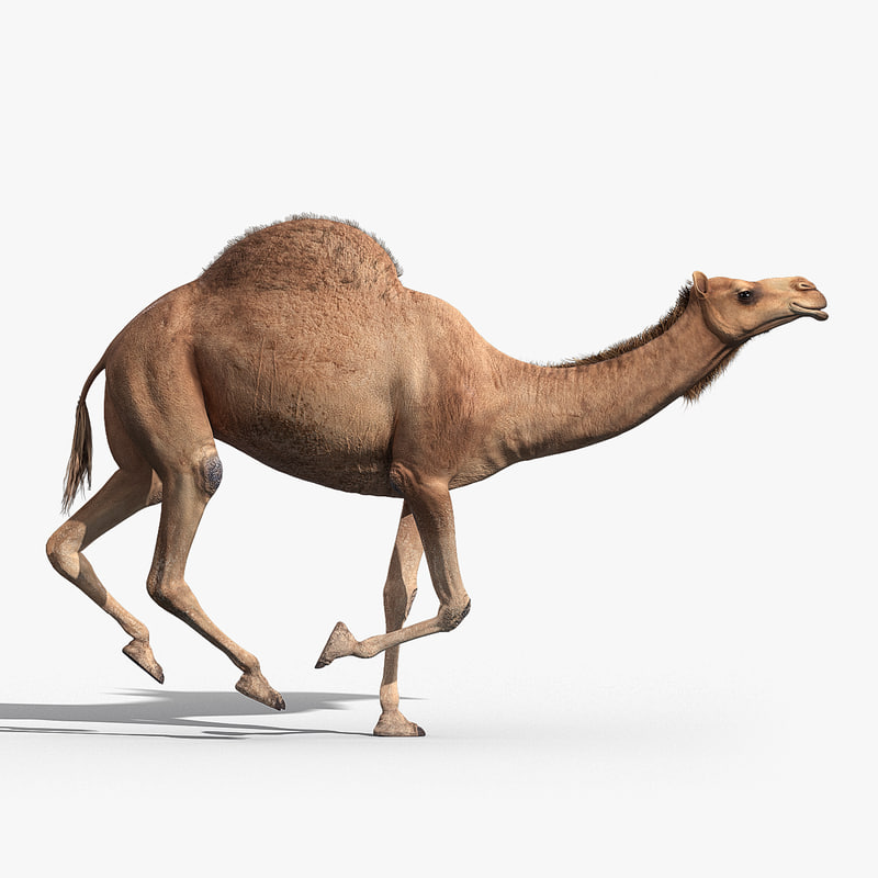 camel animated 01.jpg DC9 BC72 D 9657 41 EB B688 BD1529637437 Origina