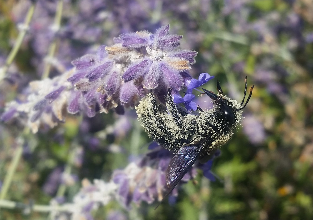 [Image: dep20180909_130100.jpg]