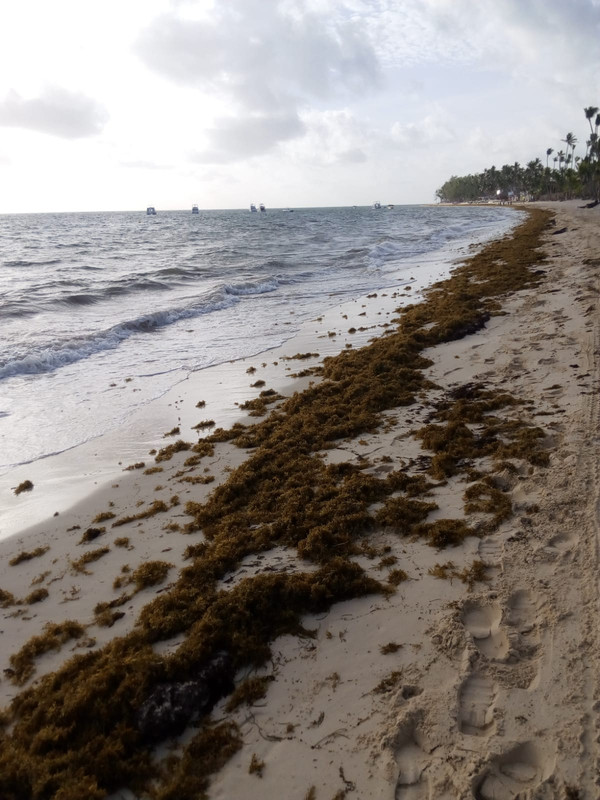 Algas (Sargazo) en playas de Punta Cana y Rep. Dominicana