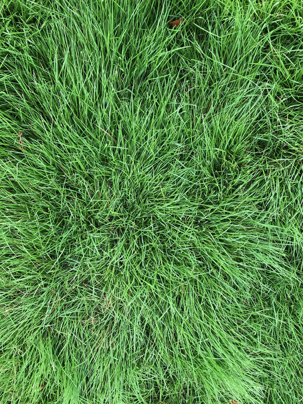 Zeon Zoysia - after regular watering - The Lawn Forum